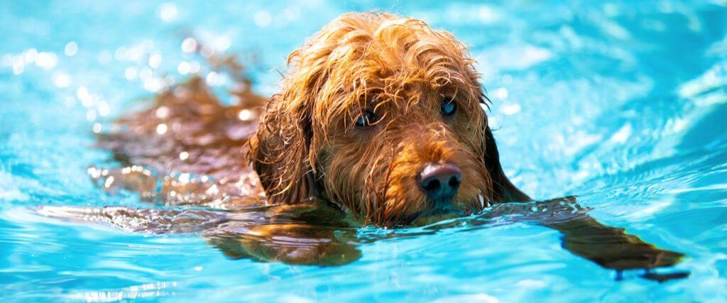 How to Avoid Losing Your Pet to Secondary Drowning