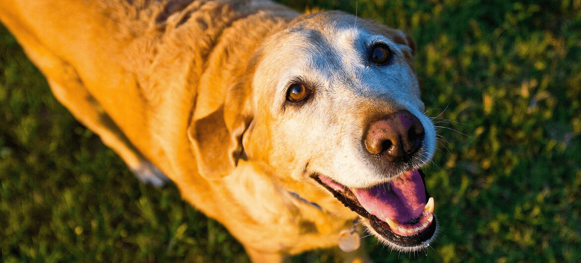 old dog