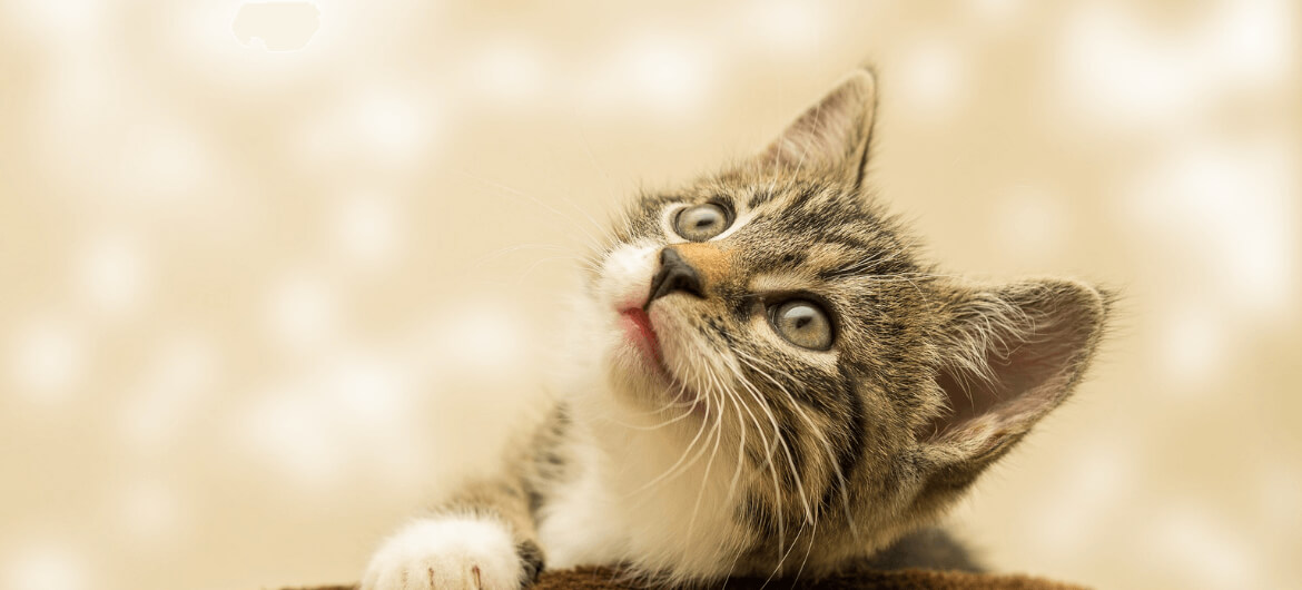 kitten