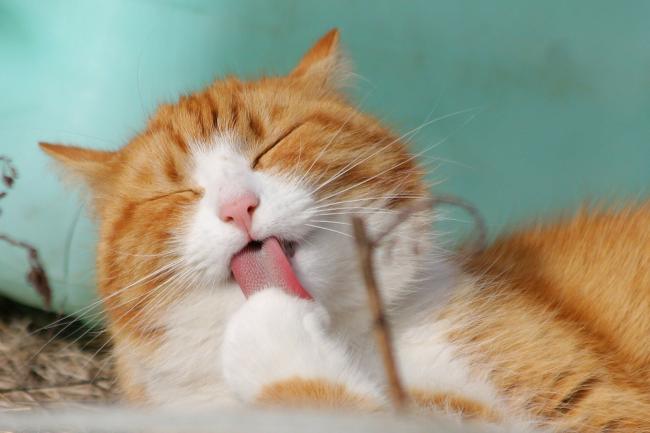 cat services