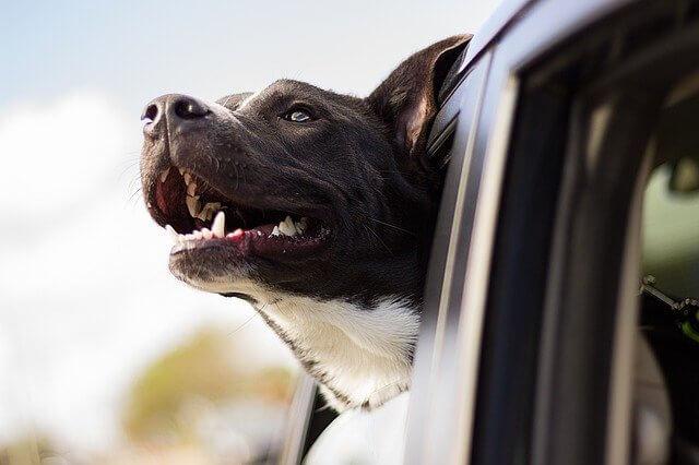 dog services